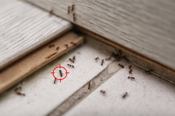 Flea Control Services in Palmerton, PA